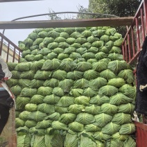 富士春包菜，欢迎各位老板联系