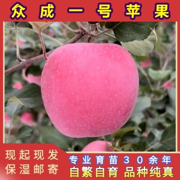 众成一号全红富士苹果苗品种纯真基地现起现发成活率高