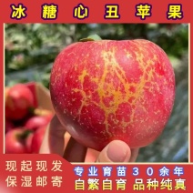 正品冰糖心苹果苗品种纯真树苗基地现起现发成活率高