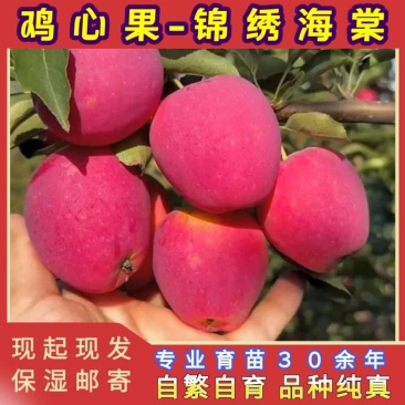鸡心果树苗品种纯真基地现起现发货根系发达成活率高