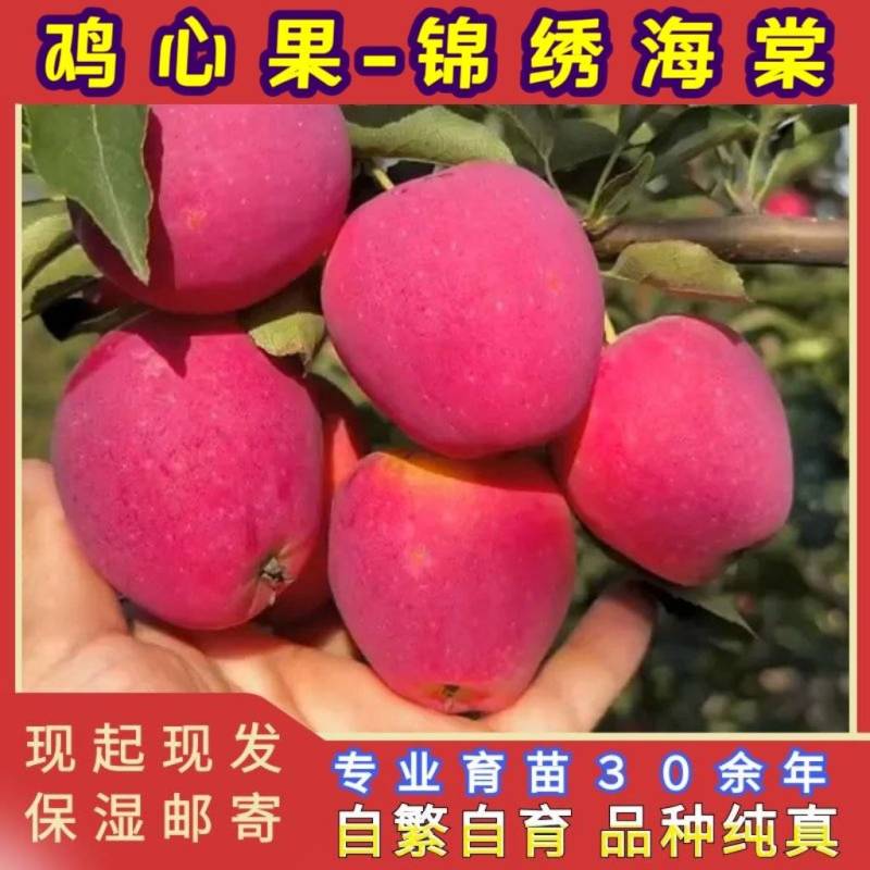 鸡心果树苗品种纯真基地现起现发货根系发达成活率高