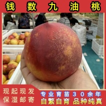 正品钱数九油桃苗品种纯真基地现起现发货成活率高