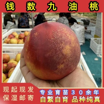 正品钱数九油桃苗品种纯真基地现起现发货成活率高