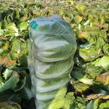 湖北荆门产地直销，精品黄心大白菜，3456大量有货大小均