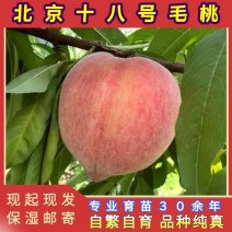 北京18号毛桃苗（大果型毛桃）品种纯真基地直发成活率高