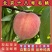 北京18号毛桃苗（大果型毛桃）品种纯真基地直发成活率高