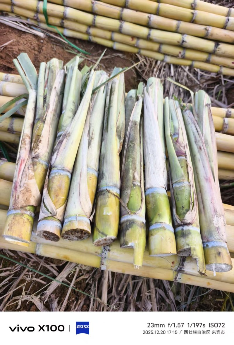 黄皮甘蔗种苗，广西优选品种，皮色好看，产量高，