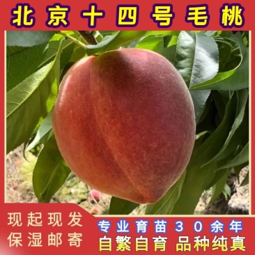 北京14号毛桃苗（大果型毛桃）品种纯真基地直发成活率高