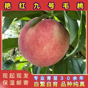 艳红9号毛桃苗（大果型毛桃）品种纯真基地直发成活率高