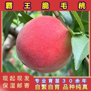 霸王脆毛桃苗(大果型毛桃)品种纯真基地现起现发
