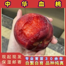 中华血桃苗（大果型毛桃）品种纯真基地现起现发货成活率高