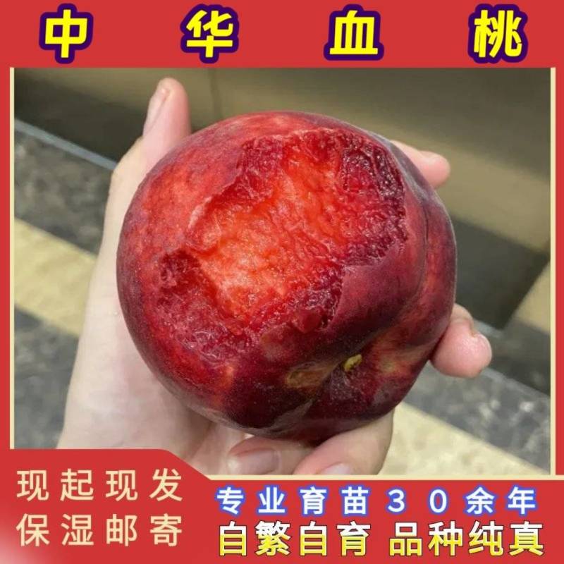 中华血桃苗（大果型毛桃）品种纯真基地现起现发货成活率高