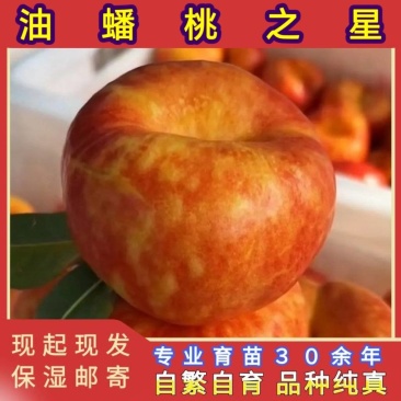 油蟠桃之星桃树苗大果型油蟠桃品种纯真基地现起现发