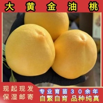 正品大黄金蜜油桃苗品种纯真基地现起现发货根系发达