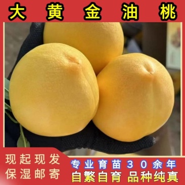 正品大黄金蜜油桃苗品种纯真基地现起现发货根系发达