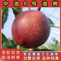 中油8号油桃苗大果型油桃品种纯真基地现起现发