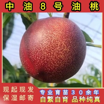 中油8号油桃苗大果型油桃品种纯真基地现起现发