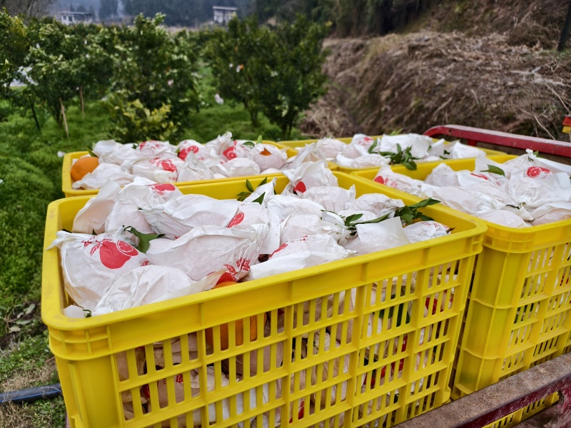 四川春见耙耙柑