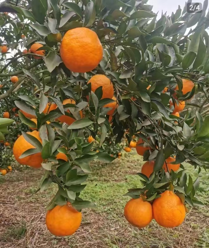 春见耙耙柑