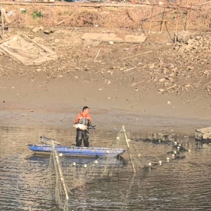 鲢鳙鱼