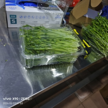 水培豌豆苗