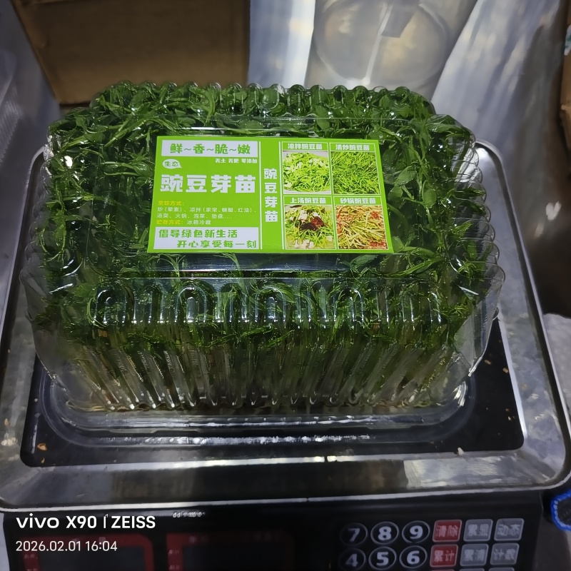 水培豌豆苗