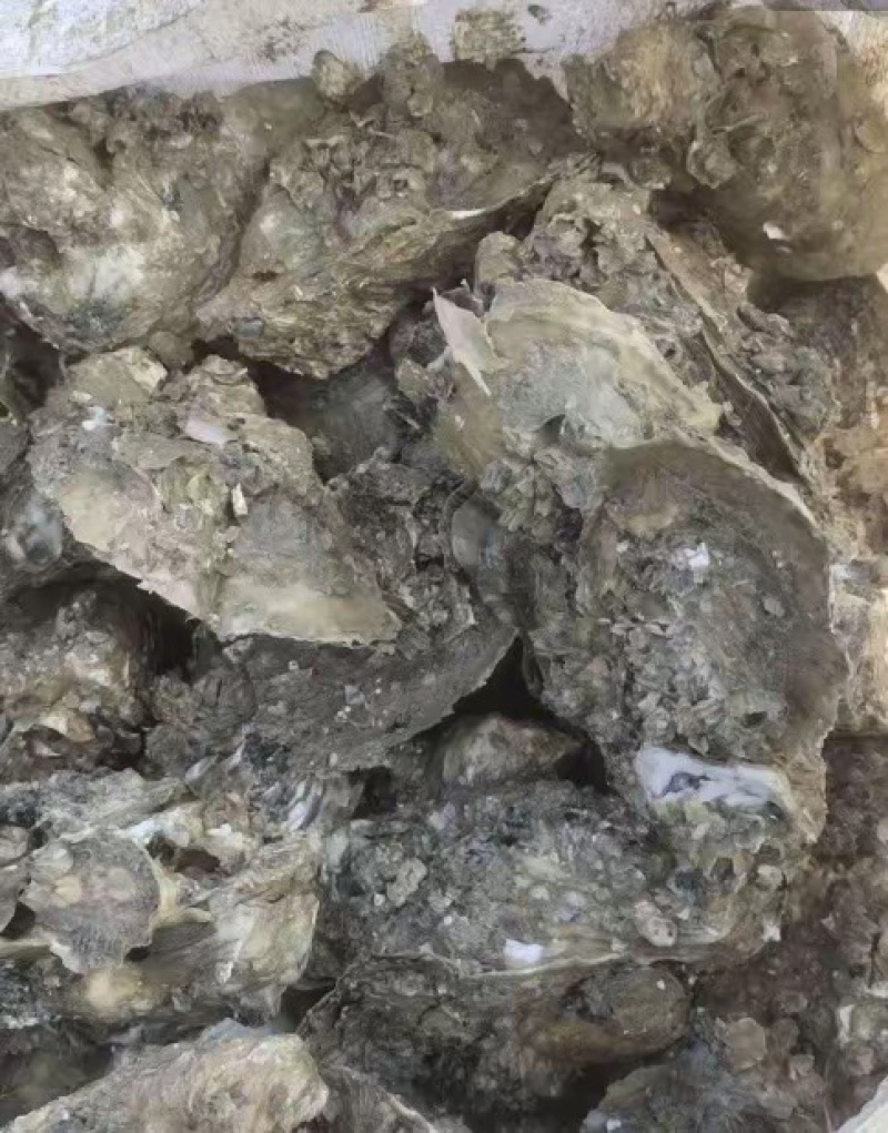 湛江北潭生蚝统货（2两一7两）产地直销一手货源你图加吾联