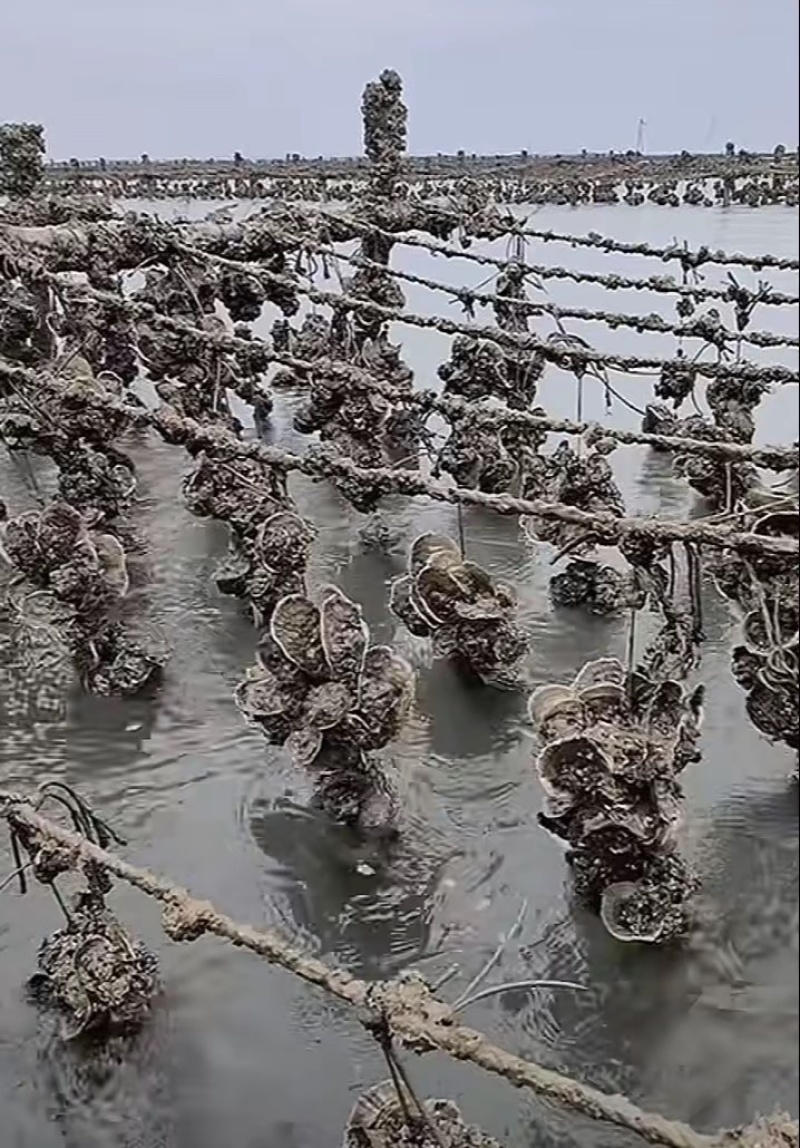 湛江北潭生蚝统货（2两一7两）产地直销一手货源你图加吾联