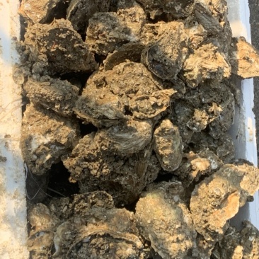 湛江北潭生蚝统货（2两一7两）产地直销一手货源你图加吾联