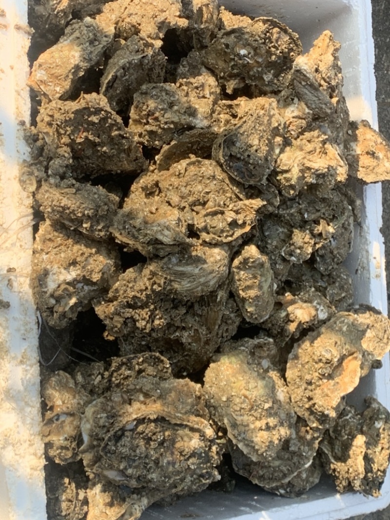 湛江北潭生蚝统货（2两一7两）产地直销一手货源你图加吾联