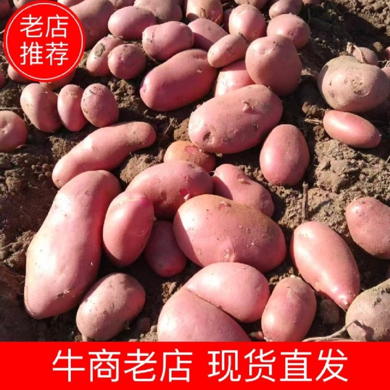 云南红皮土豆，大量供应，对接市场，电商，工厂