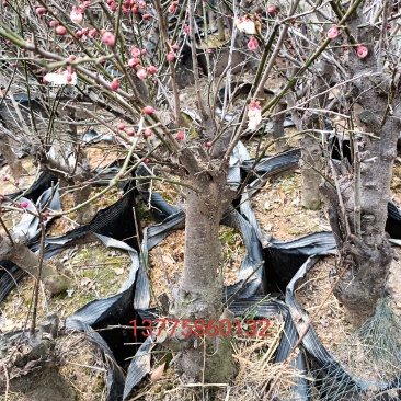 红梅5-8公分