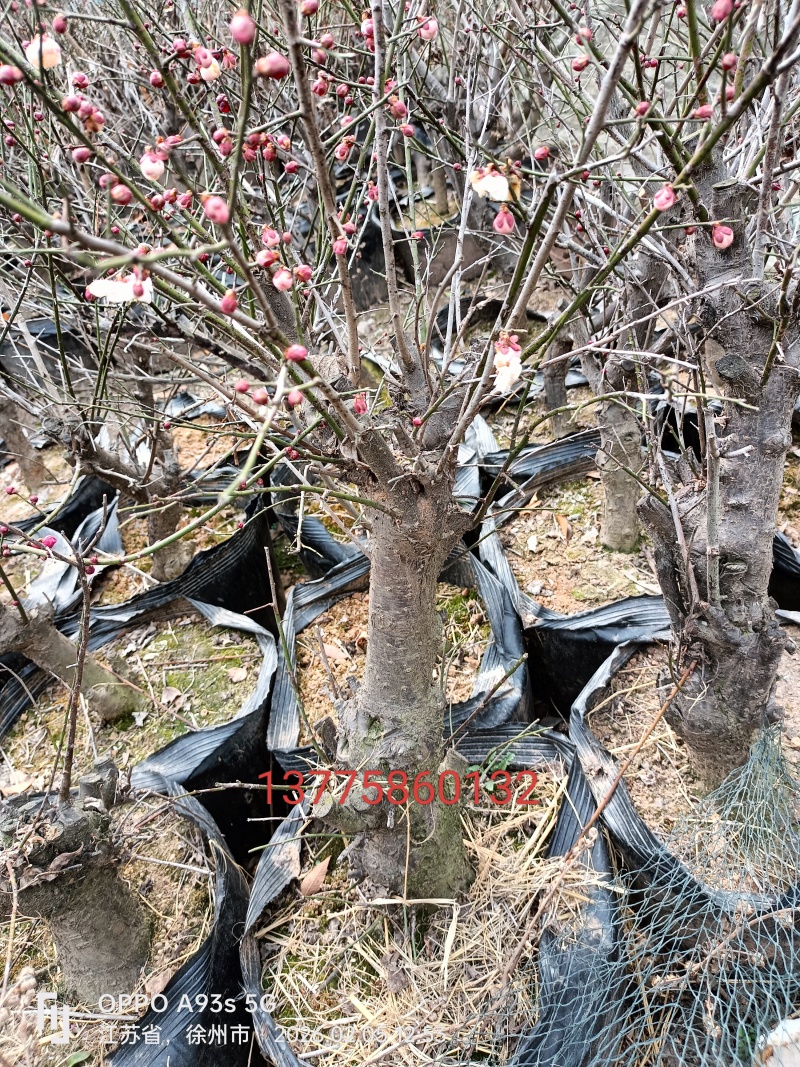 红梅5-8公分