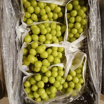 阳光玫瑰12克起，果子健康没有白头，硬度好。