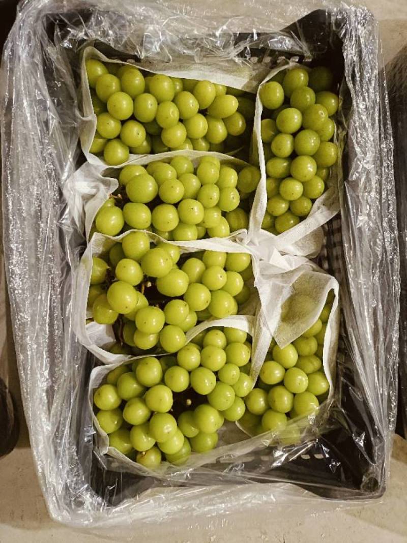 阳光玫瑰12克起，果子健康没有白头，硬度好。