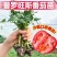 大粉番茄苗秧沙瓤西红柿苗大果普罗旺斯红圣女千禧小番茄蔬菜
