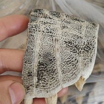 甲鱼壳