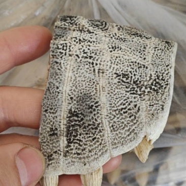 甲鱼壳