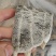 甲鱼壳