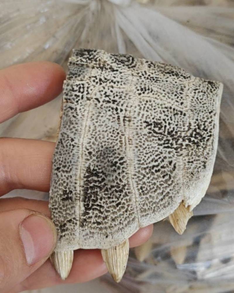 甲鱼壳
