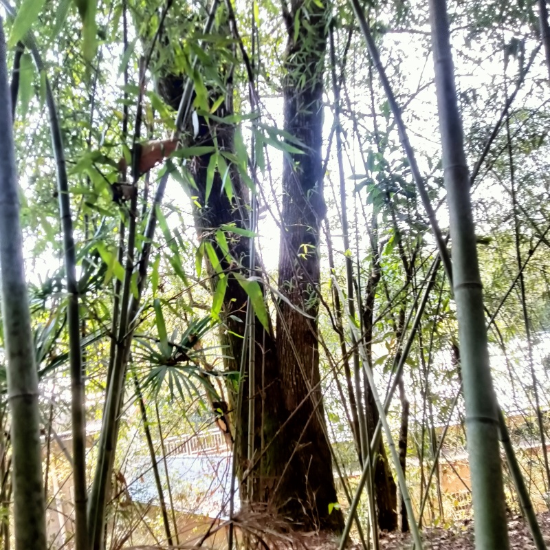 香樟树