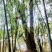 香樟树