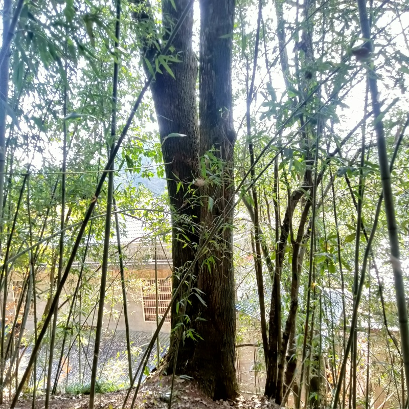香樟树