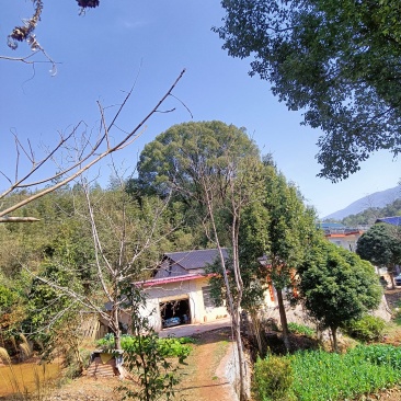 香樟树