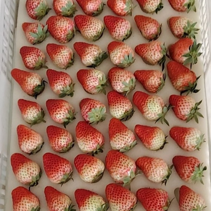 红颜草莓