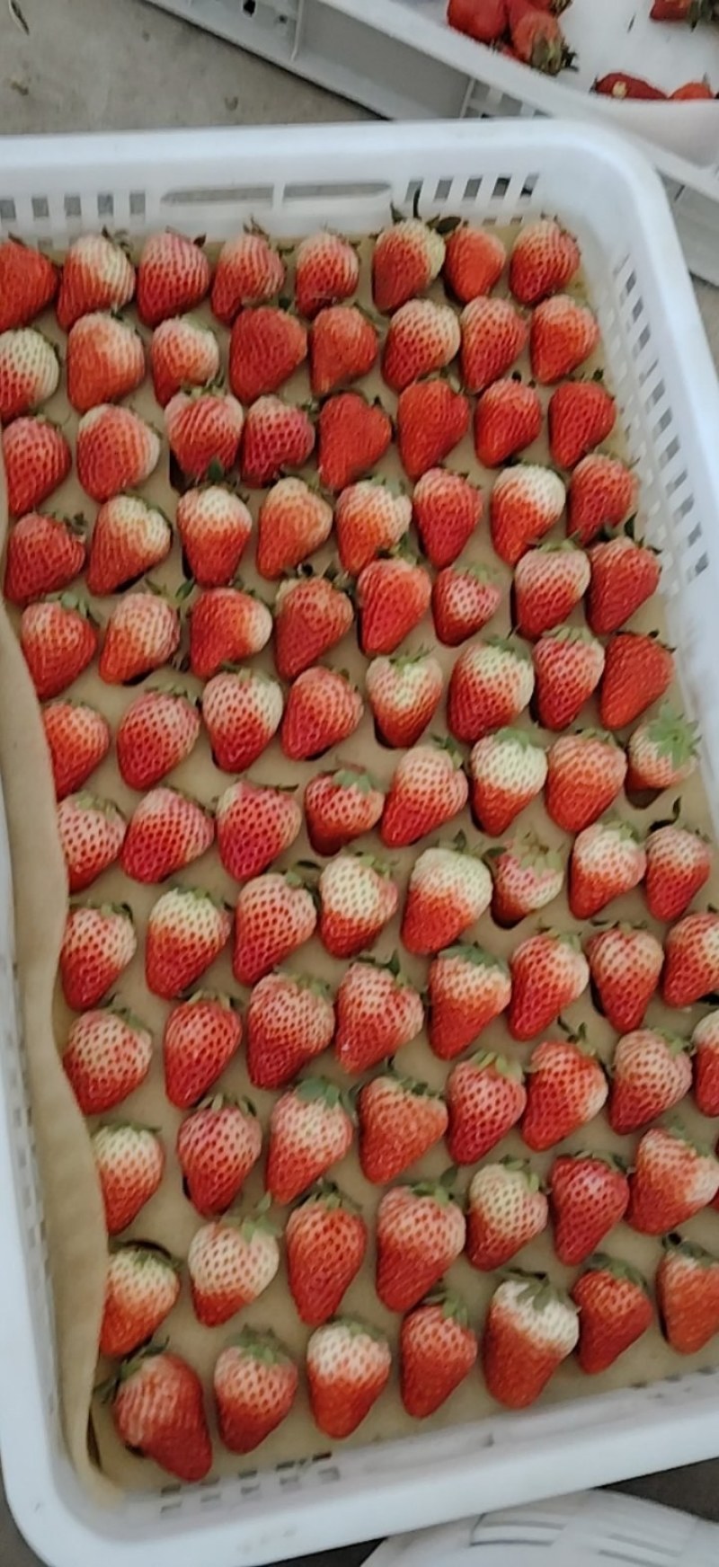 红颜草莓