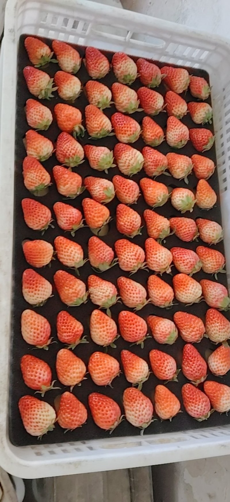 红颜草莓