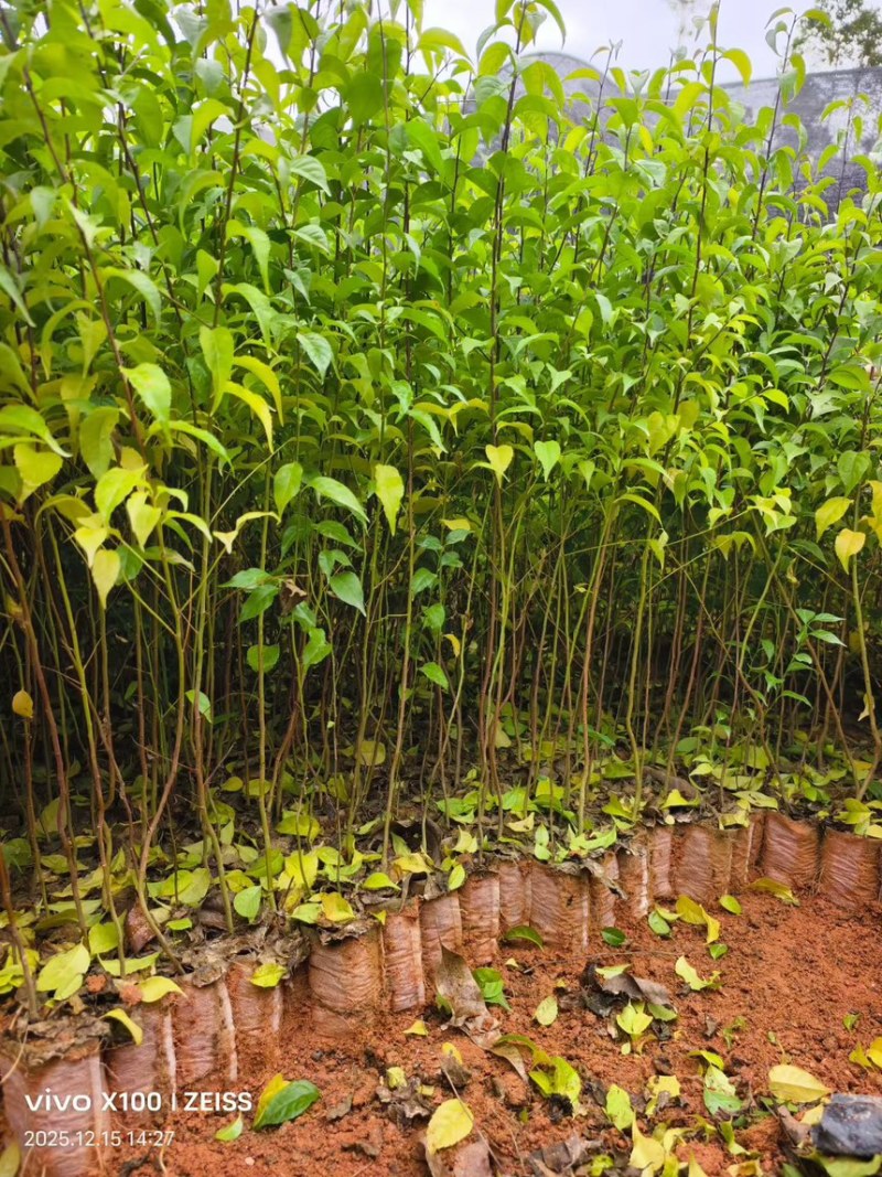 岗梅苗岗梅杯苗一手货源可提供技术指导欢迎实地考察