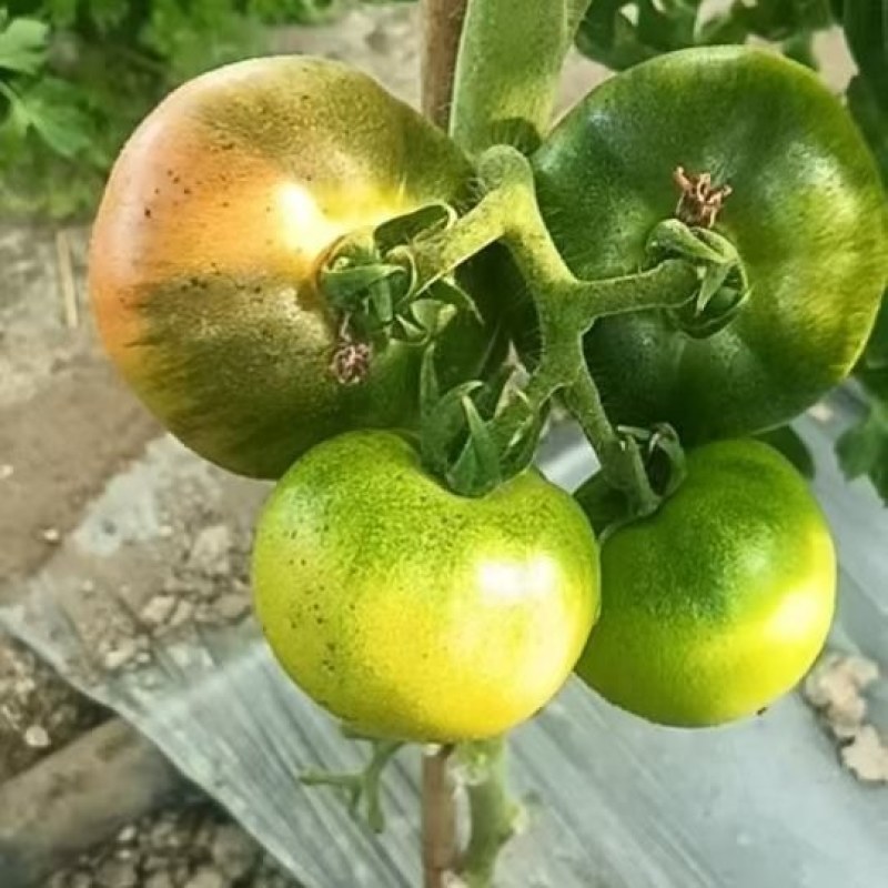 铁皮柿子