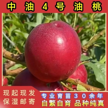 正品中油4号油桃苗大果型油桃品种纯真基地现起现发货